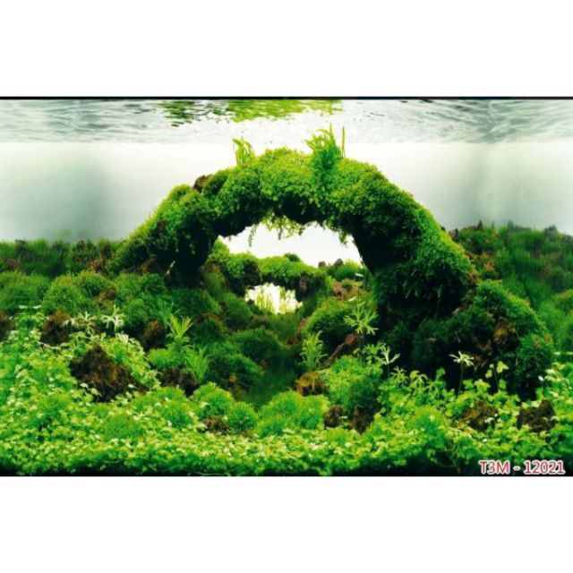 Tranh dán hồ cá - tranh dán bể cá