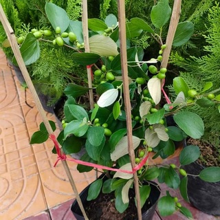 Cây 🌲 Táo Thái ( đang trái )