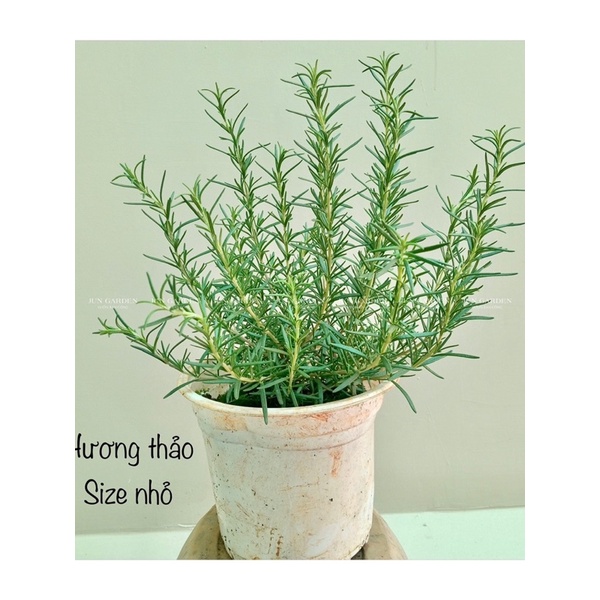CÂY HƯƠNG THẢO THUẦN KHÍ HẬU JUN GARDEN SIZE 25CM
