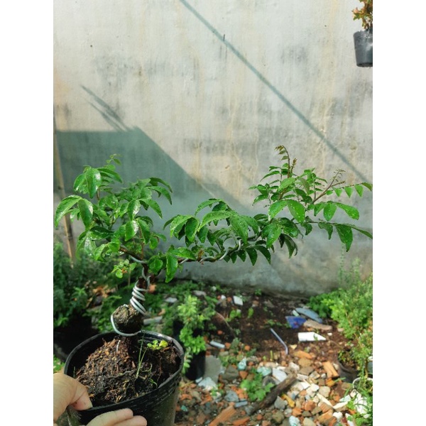 Cây khế NHẬT bonsai SIÊU TRÁI