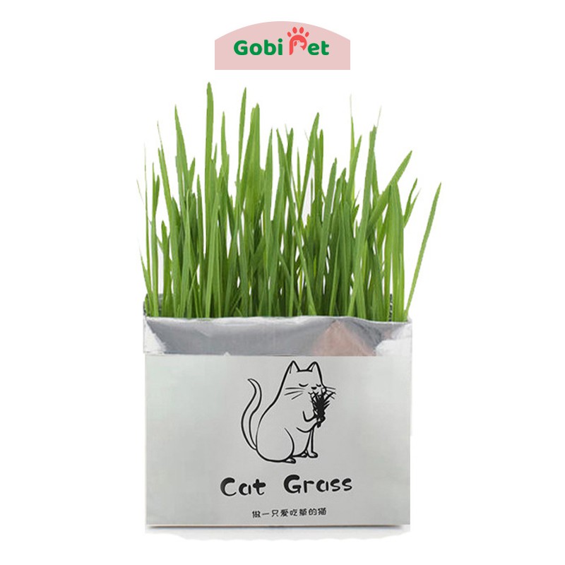 Hạt giống trồng cỏ tươi cho mèo kích thích tiêu hóa - Gobi Pet