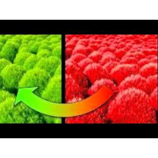 Hạt giống hoa Cây đổi màu (cỏ đổi màu)