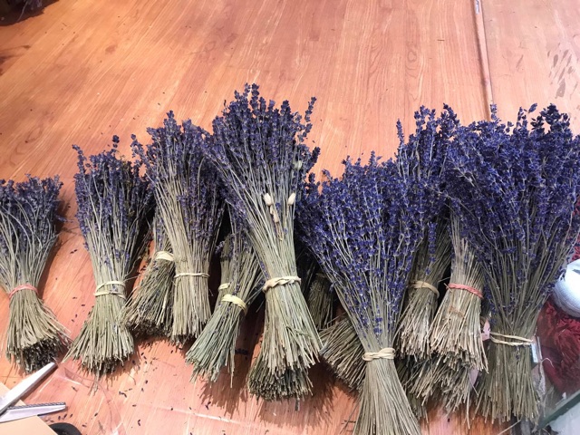 HOA KHÔ TRANG TRÍBó hoa khô Lavender Pháp (hoa Oải hương) trên 200 cành to mập nhiều nụ thơm ngào ngạt