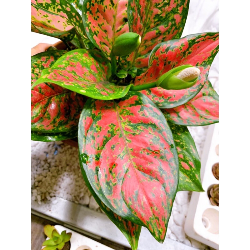 Cây Vạn lộc - Aglaonema Red valentine - Cây cảnh để bàn nội thất văn phòng phong thủy lá màu hoa văn đẹp