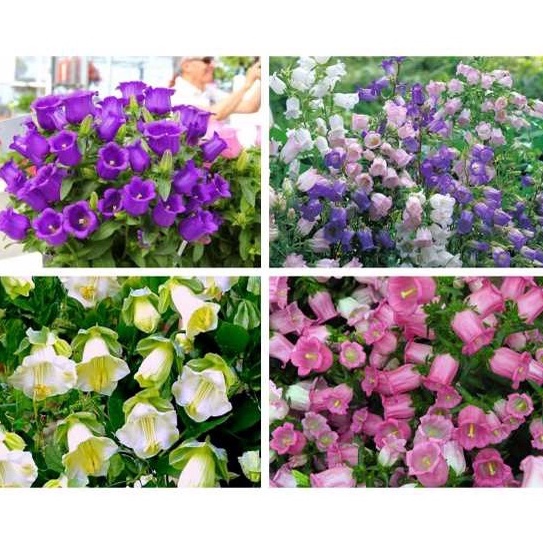 Shop 1k - Hạt Giống Hoa Chuông Kép Mix Màu - (tặng kèm Thuốc kích mầm + 5 hạt hướng dương lùn siêu bông)