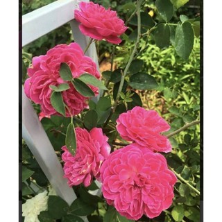 cây giống hồng tường vi(giâm cành)15-20cm