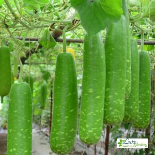 10 Hạt giống Bầu Sao (tặng gói Kích nẩy mầm và Hướng dẫn) XTRA