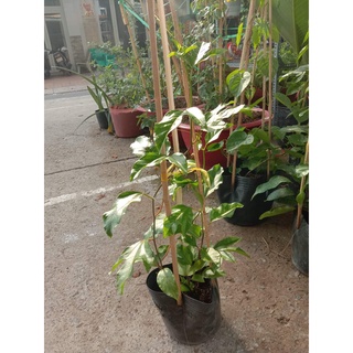 combo 3 Bầu Chanh Dây leo tím (Chuẩn Giống Cây Trồng)
