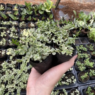 Sedum lá tim