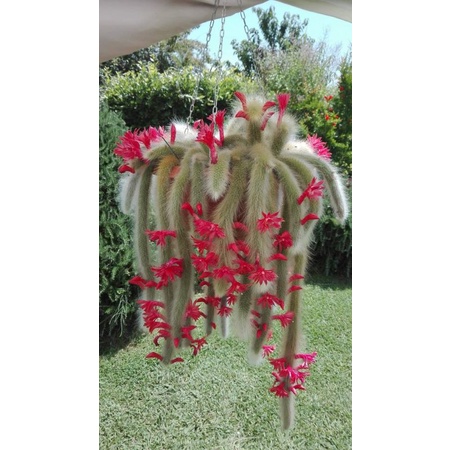 (Sale 50%)Xương rồng đuôi cáo rất đẹp gửi hình cuối