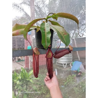 Nắp ấm Miranda các loại