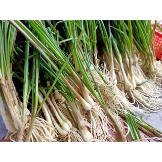 Củ kiệu tươi_chính gốc Huế 1ký