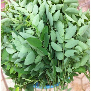 Hạt giống Rau ngót (bồ ngót)