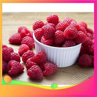 Hạt Giống Quả Mâm Xôi Đỏ - 10 Hạt [ Tặng bộ dụng cụ làm vườn Mini 3 món ] VIETGAR