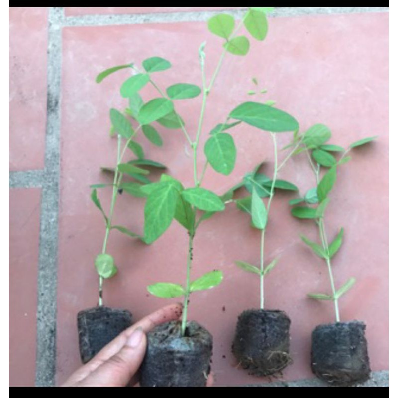 Cây giống hoa đậu biếc