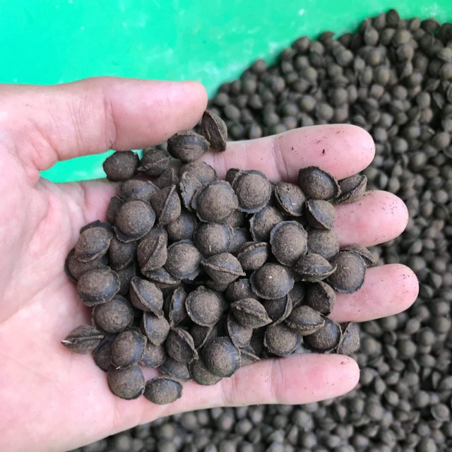 Phân trùn quế hạt mận