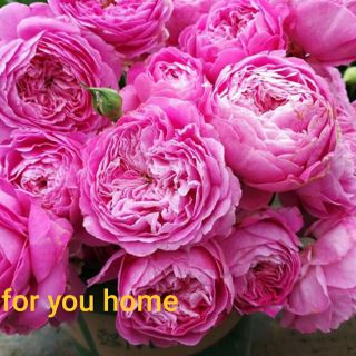 Hoa Hồng Ngoại Các Loại.