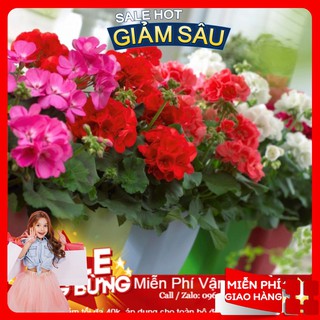Hạt giống hoa phong lữ thảo -10 hạt / gói