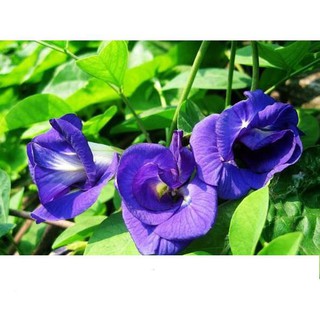 Hạt Giống Hoa Đậu Biếc Gói 2gr