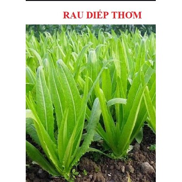 50 Hạt giống rau diếp thơm (túi zip)