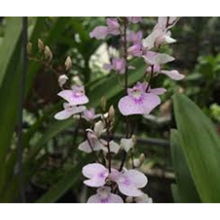 Hoa lan Vũ nữ peru size cây giống