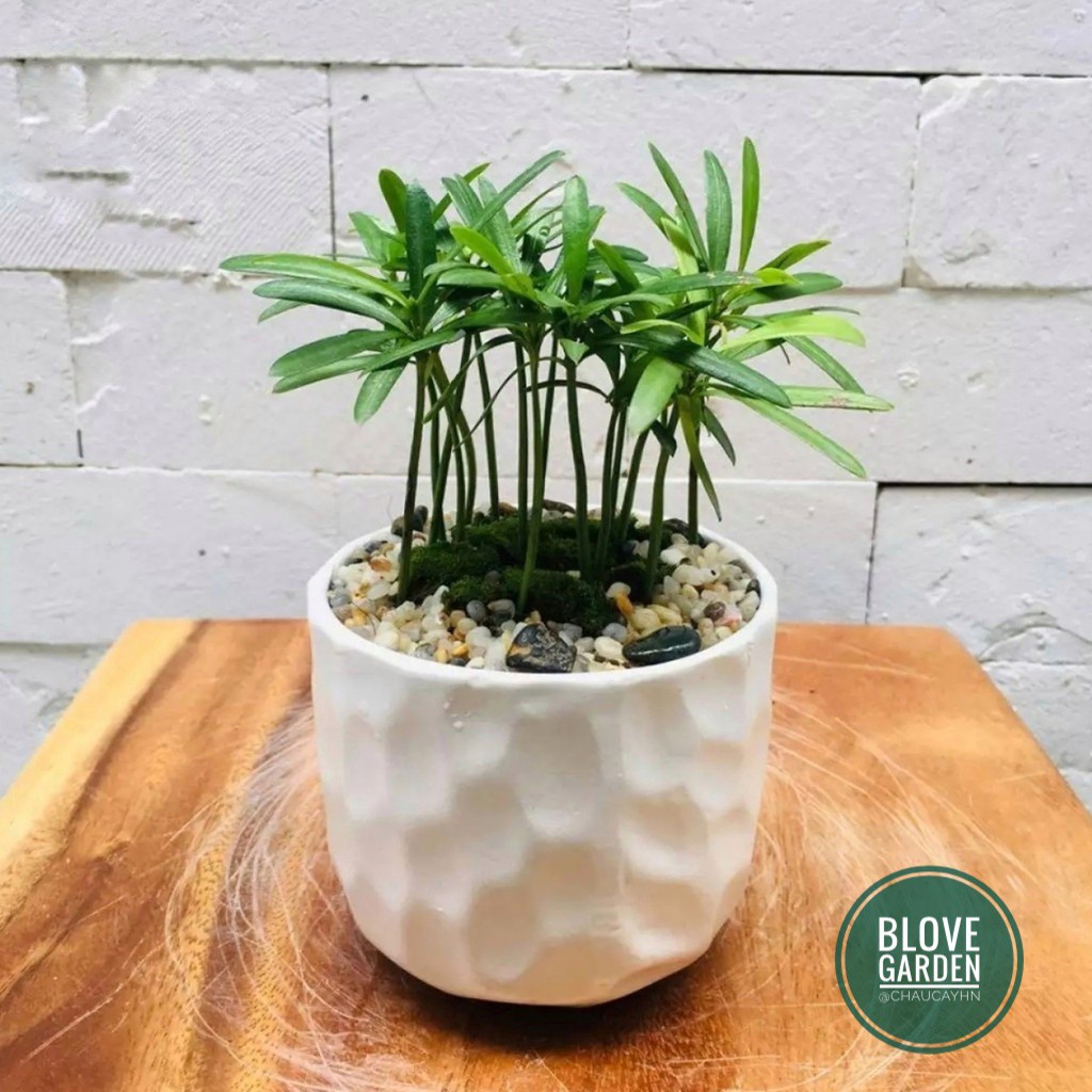 Chậu sứ Bát Tràng Hình mắt na trồng sen đá xương rồng,cây văn phòng, Decor Trang trí nhà cửa cực xinh sắn