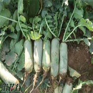 5gr hạt giống củ cải đường (củ cải xanh)