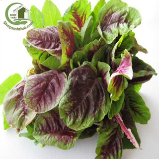 Hạt Giống Rau Dền