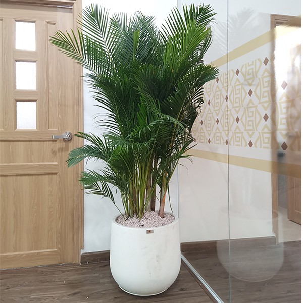 Chậu đá mài TRÒN BẦU 32cm x 33cm