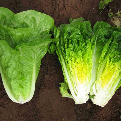 Hạt Giống Xà Lách (ROMAINE) Chịu Nhiệt 2gr