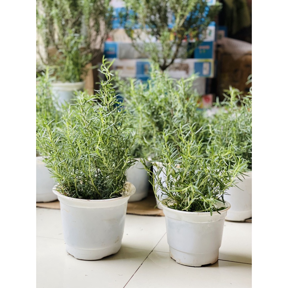 , Cây Hương Thảo size vừa, nhiều thân trong 1 chậu có thể tách ra nhiều chậu. rễ khỏe ổn định