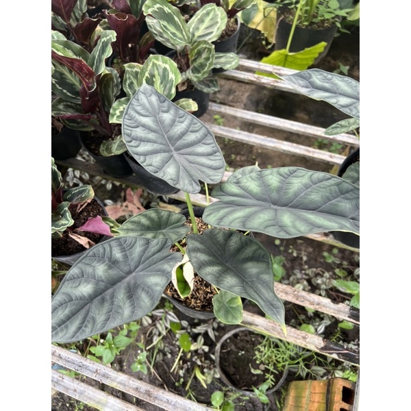 Cây rồng xanh Alocasia dragon scale