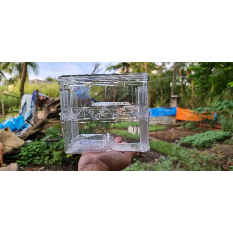 lồng đẻ cá guppy