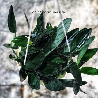 Trầu Bà Moonlight Đen | Scindapsus dark moonlight