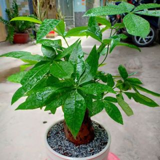 Cây Kim Ngân gốc to chậu kiểu như hình