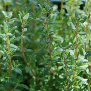 Hạt giống cỏ xạ hương thyme 50 hạt