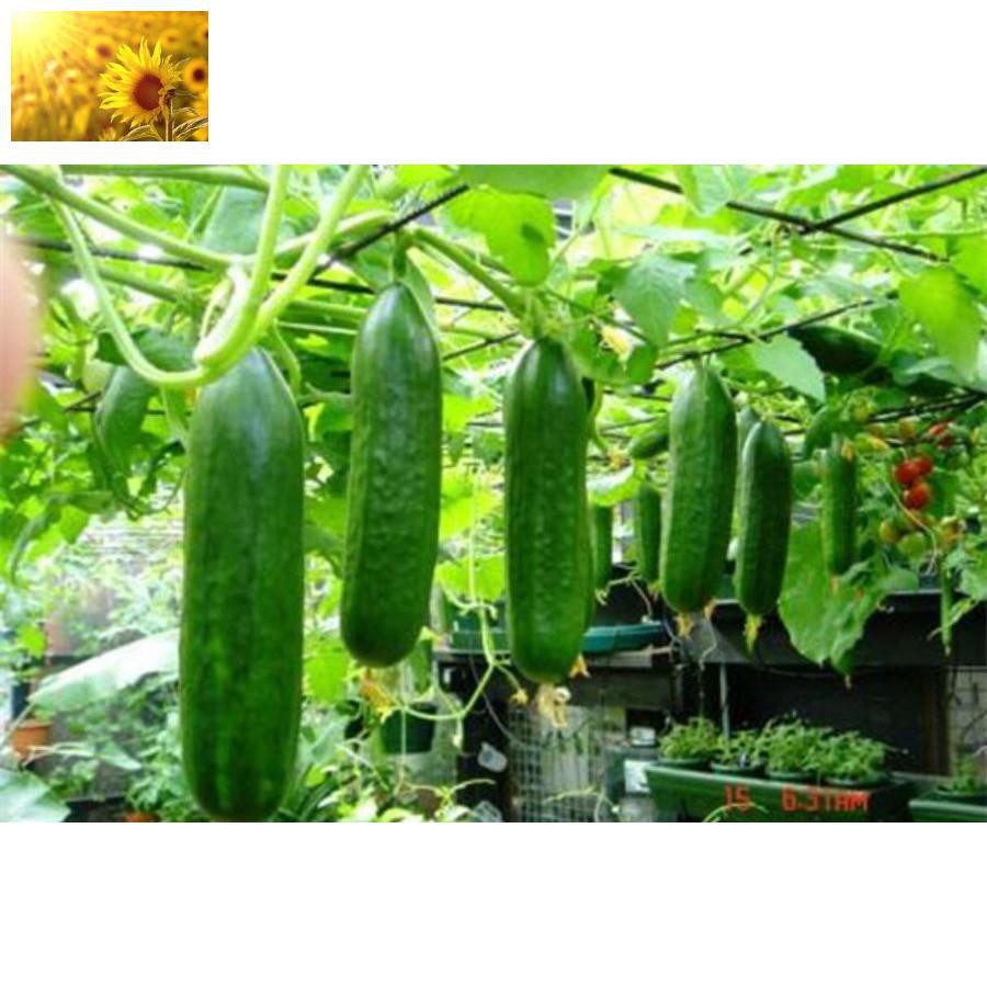 Hạt Giống Dưa Chuột Nếp Ta  - Dễ Trồng, Giòn Ngọt , Giàu Dưỡng Chất - MUA 3 TẶNG 1 CÙNG LOẠI