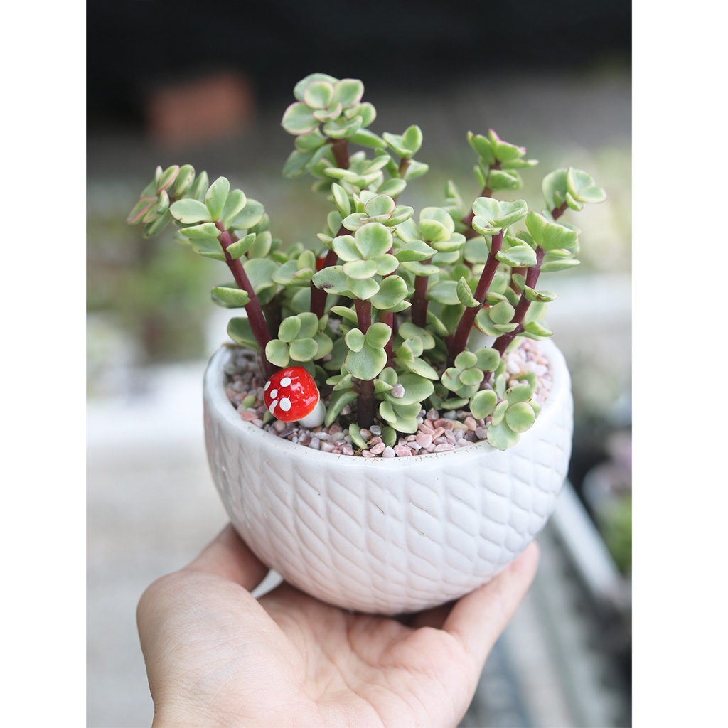 Sen đá Đô La Trắng - Đô La Bạc mang tài lộc, may mắn chậu treo 10cm
