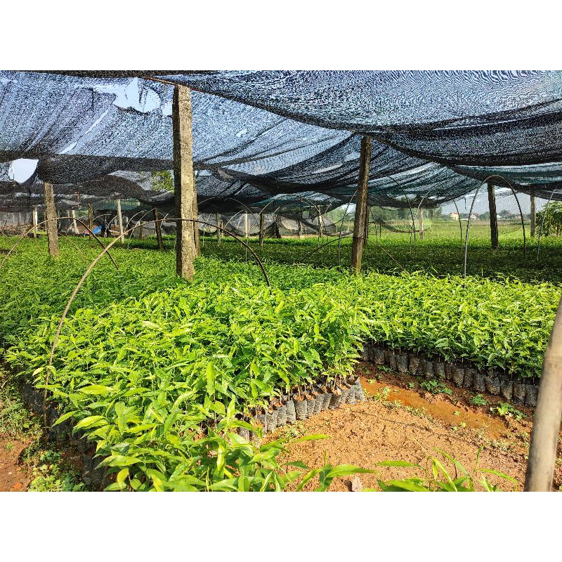 Trầm hương.gió bầu