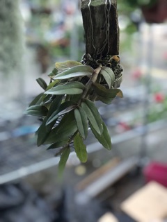 Lan trầm lai phi điệp