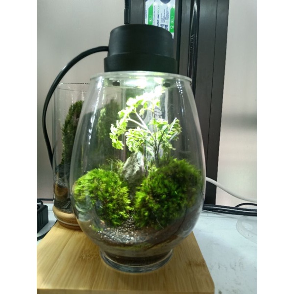 Đèn Moss Light làm terrarium, tiểu cảnh...