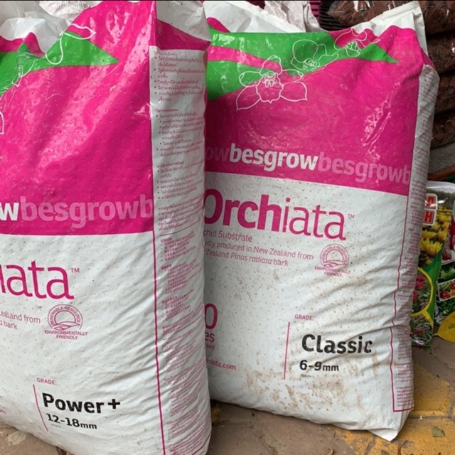 1kg vỏ thông Orchiata size 12x18