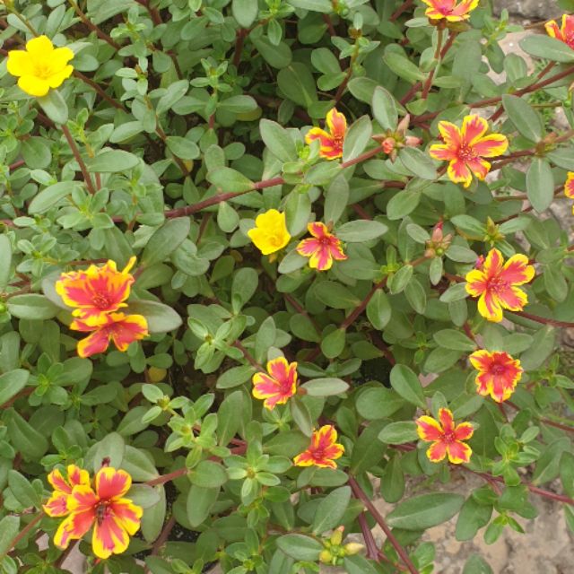 30 cành Hoa Sam Hà Giang
