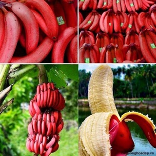 cây chuối đỏ dacca nuôi cấy mô (combo 2 cây)