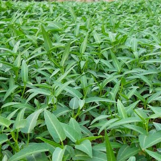 Hạt Giống Rau Muống Lá Tre Sen Hồng 100g
