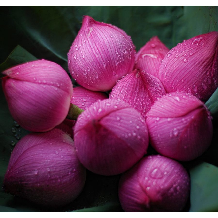 ❤️ Free Ship ❤️ Nước Hoa Nam BEAUTIFUL  Nhóm Hương Chanh Vani Tuyết Tùng | BigBuy360 - bigbuy360.vn