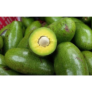Cây giống bơ sáp da xanh siêu sớm trồng chậu