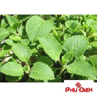 100 hạt giống húng chanh phú điền