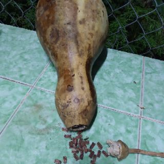 10 hạt bầu hồ lô - trái gần 10kg