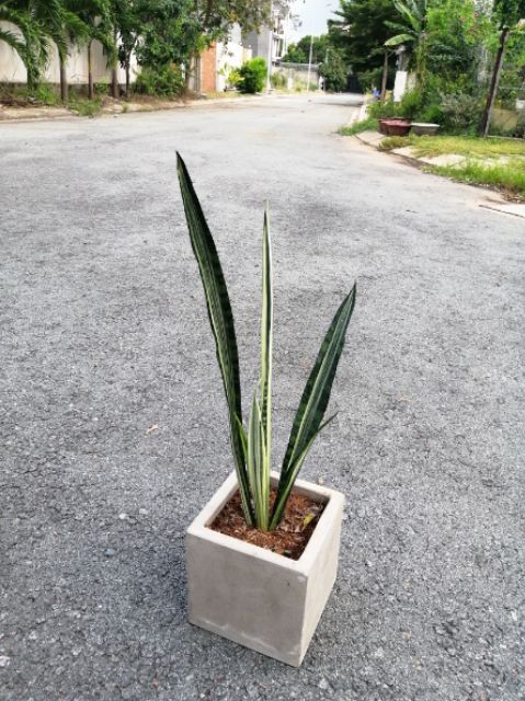 CÂY LƯỠI HỔ TRẮNG (Hàng mới, thái lan)-   white sansevieria ‘bantel’s sensation’